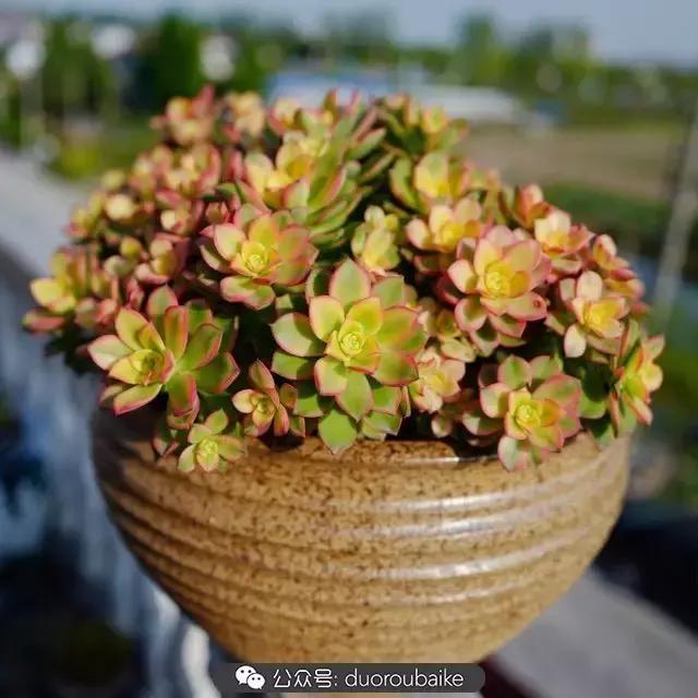 多肉新手入坑10大误区,多肉入坑法师