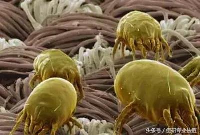 皮肤泛油毛孔粗大用什么面膜清洁,毛孔粗大脸上泛油如何改善男生