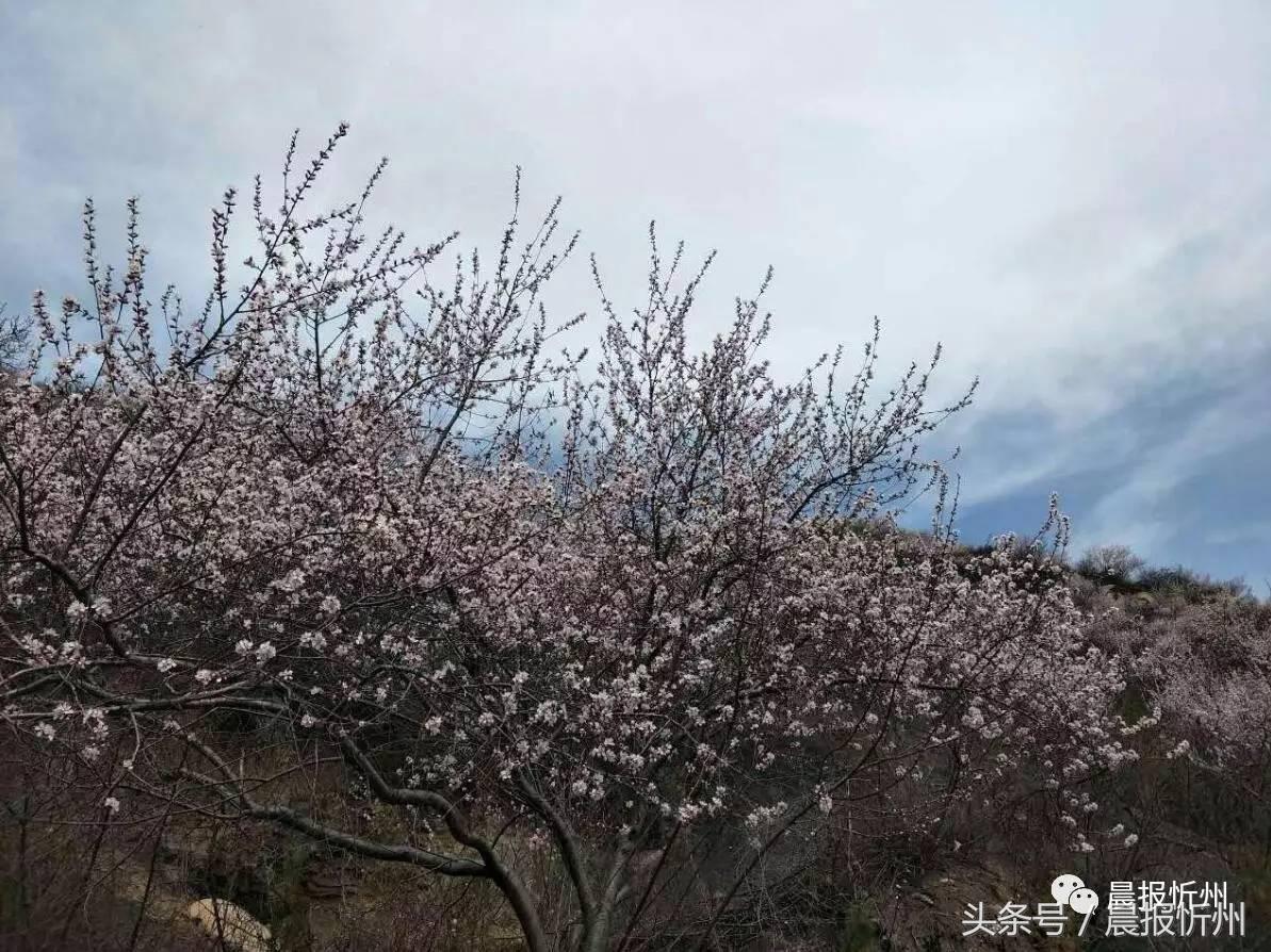 创文明城市特别策划：“我眼中最美春天”随后拍作品7