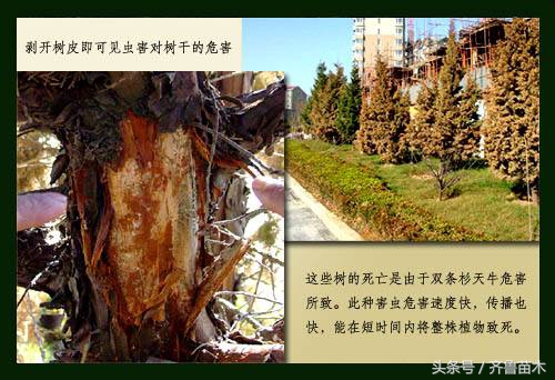 果树病虫害防治的基本方法,果树病虫害防治基础知识