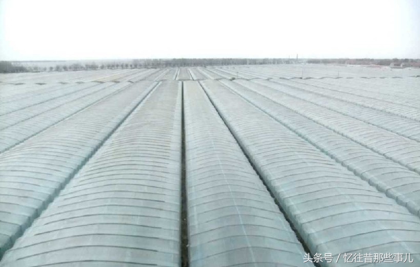 从“蒜你狠”到“蒜你玩”，蒜苔价格大跳水，丰收季成伤心季