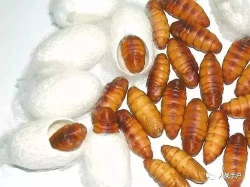 可爱的蚕宝宝怎么做,可爱的蚕宝宝