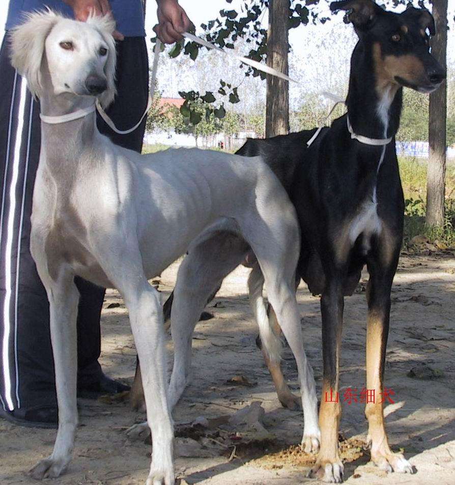 世界10大犬种藏獒排名第三,世界十种猛犬中国藏獒排名第五