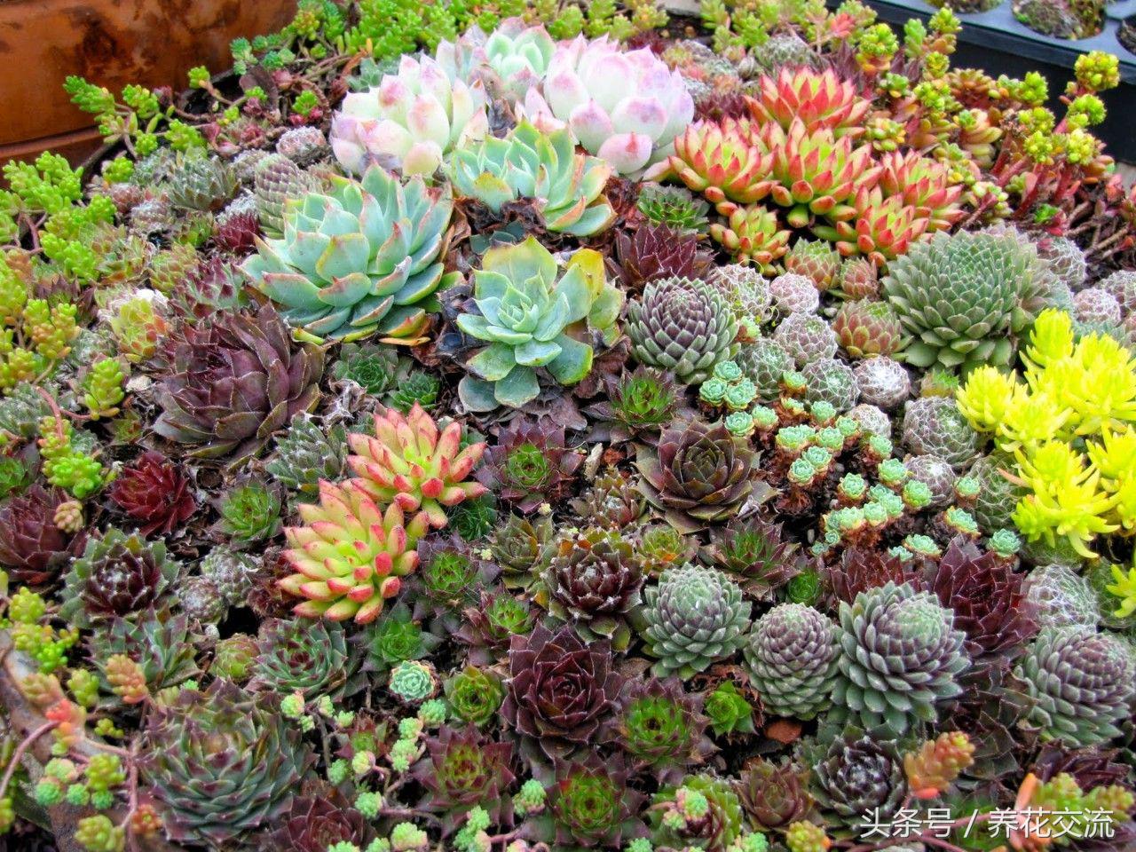 多肉植物以前丢路边都没人要，为什么现在的年轻人抢着买？