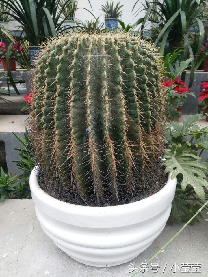 重庆龙缸景区偶遇外国人,重庆望远鹅岭公园视频