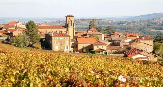 法国博若莱康帝旧桶红酒怎么样,法国2023年博若莱新酒