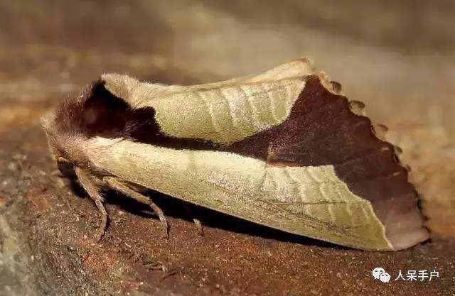 集结拍案称奇的拟态大师