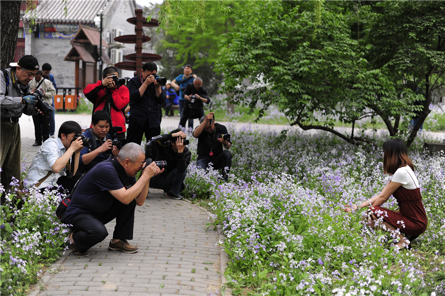“劲捷杯”最美春·途摄影大赛兴隆公园外拍活动花絮
