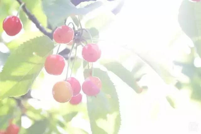 洛阳新安县樱桃采摘园,洛阳樱桃沟摘樱桃