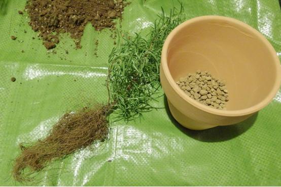 迷迭香枯萎的原因及补救方法,水培迷迭香为什么枯萎了