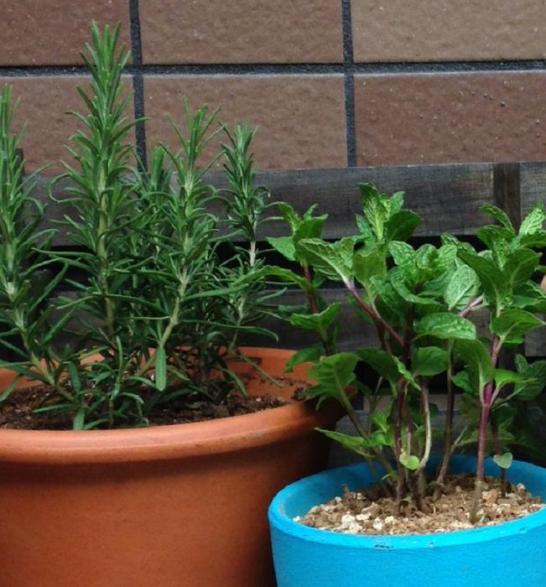 迷迭香枯萎的原因及补救方法,水培迷迭香为什么枯萎了