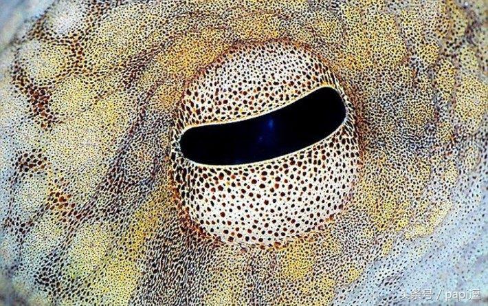 高清镜头下的眼睛看起真美,看眼睛猜动物你能猜对几个