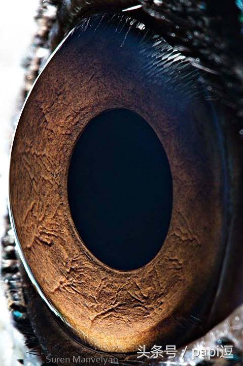 高清镜头下的眼睛看起真美,看眼睛猜动物你能猜对几个