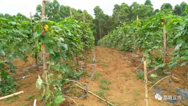 贫困村致富秘诀,贫穷村走出一条致富路