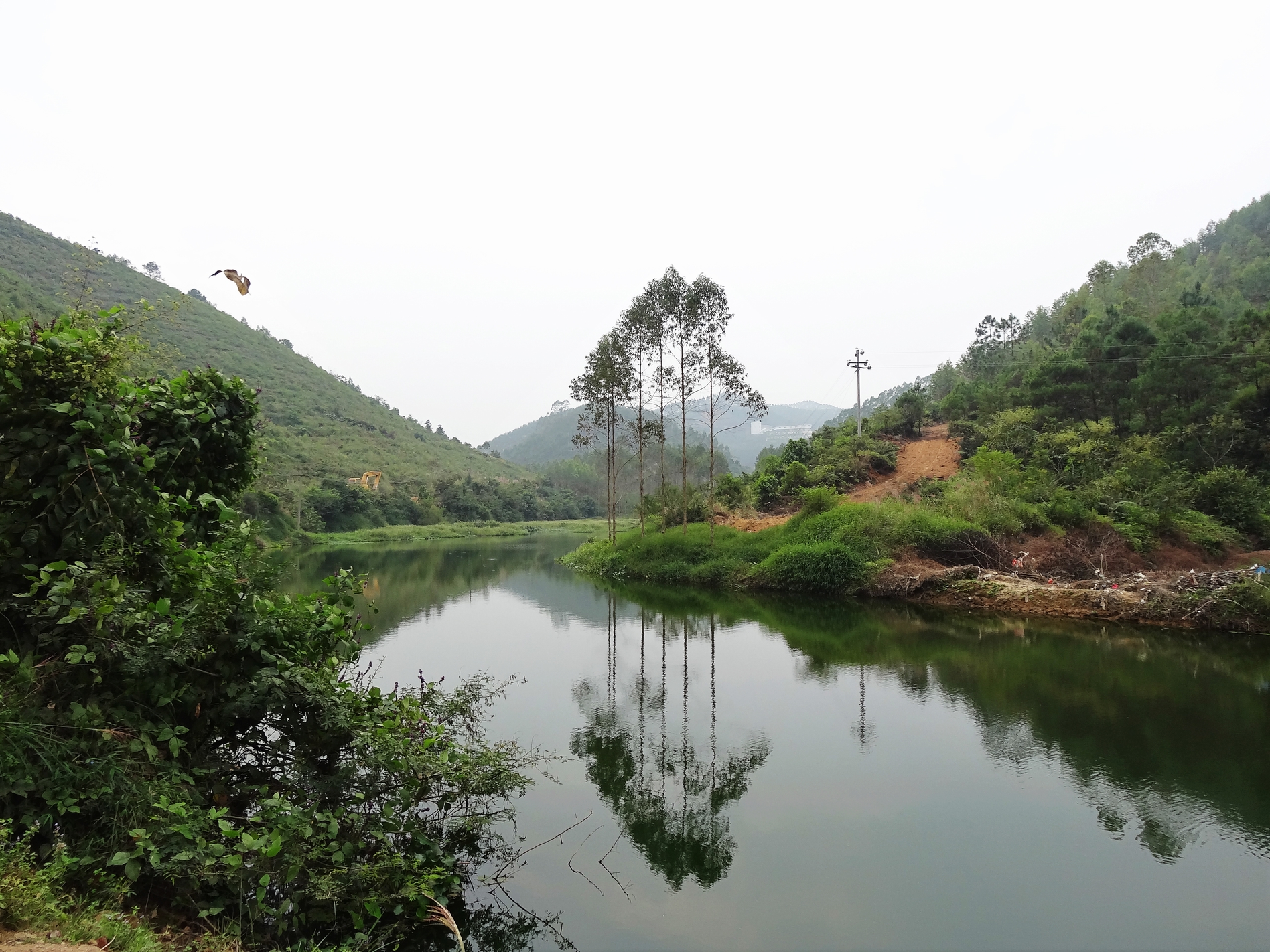 中国桂圆之乡广西博白,广西博白县桂圆柚之乡
