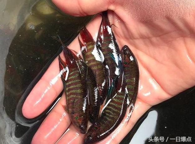 农村小时候溪边的鱼,小时候农村河里的鱼