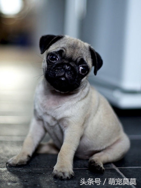 狗狗中暑了怎么办,狗狗中暑倒地抽搐