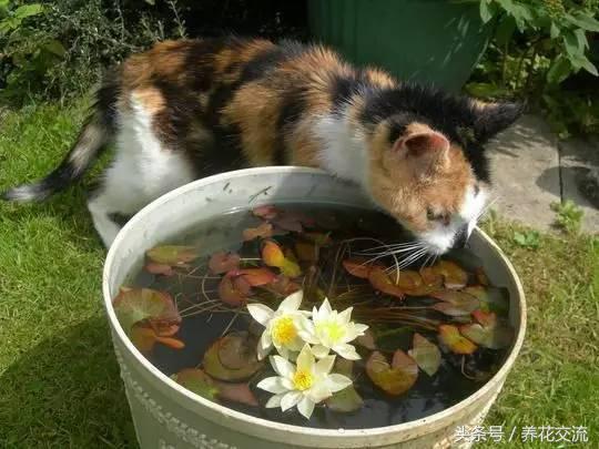 请问睡莲种子应该怎么养才能发芽,睡莲怎么养才能养好