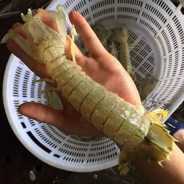 吃的真相|是膏不是胶!皮皮虾,这锅我们不背!