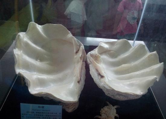 螺钿大柜以前是用砗磲做的吗,古代的海洋珍宝玳瑁