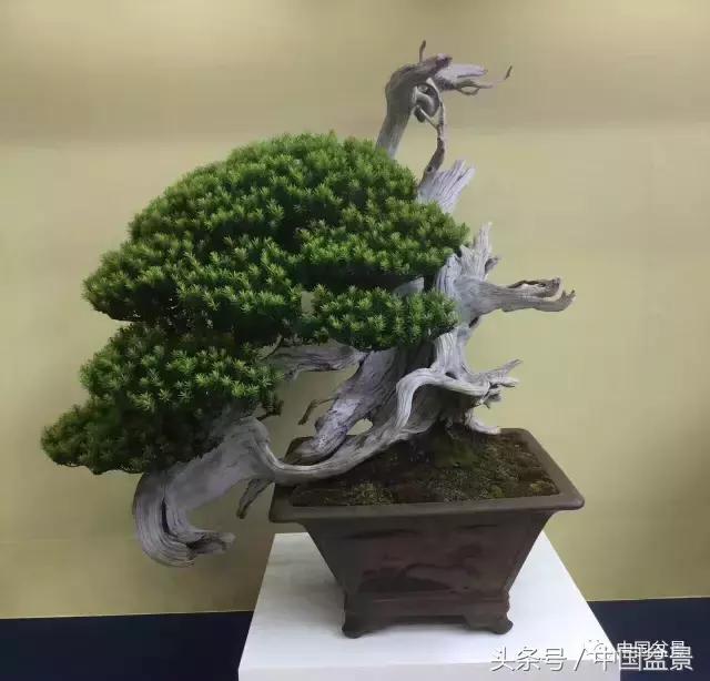 现在什么盆景最有前景,盆景创业未来前景如何