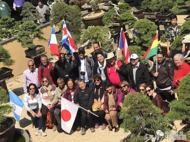 现在什么盆景最有前景,盆景创业未来前景如何