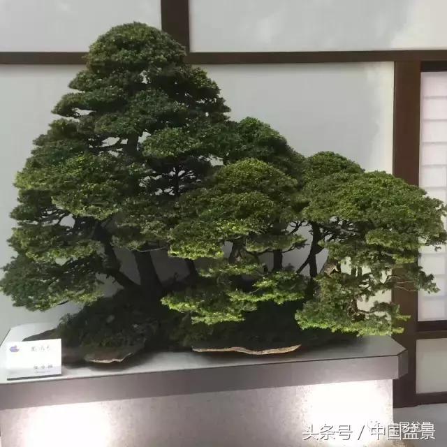 现在什么盆景最有前景,盆景创业未来前景如何