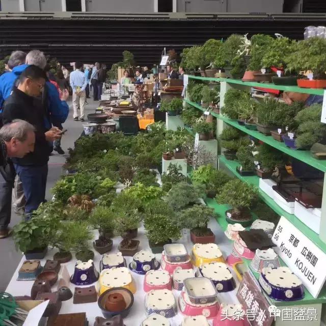 现在什么盆景最有前景,盆景创业未来前景如何