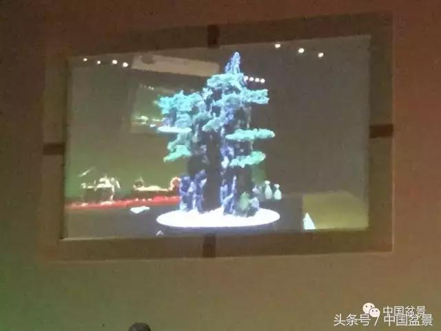 现在什么盆景最有前景,盆景创业未来前景如何