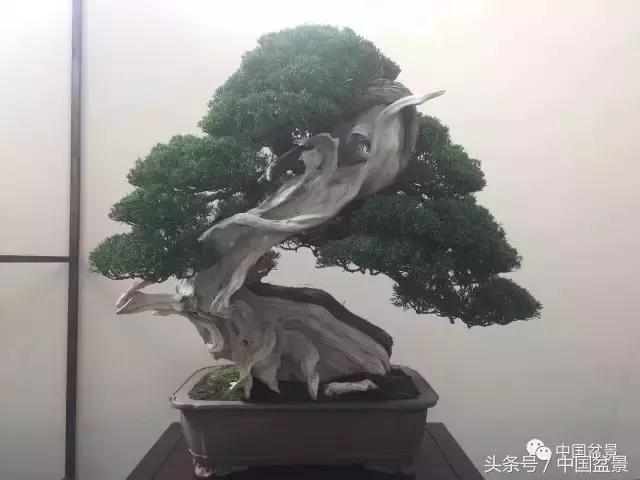 现在什么盆景最有前景,盆景创业未来前景如何