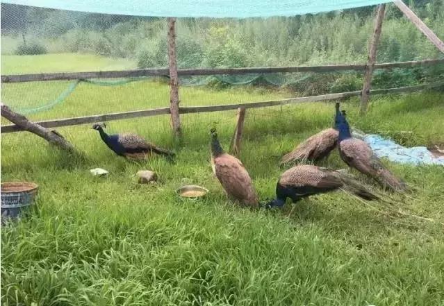 西安3月底周边赏花踏青一日游,武汉踏青自驾一日游推荐