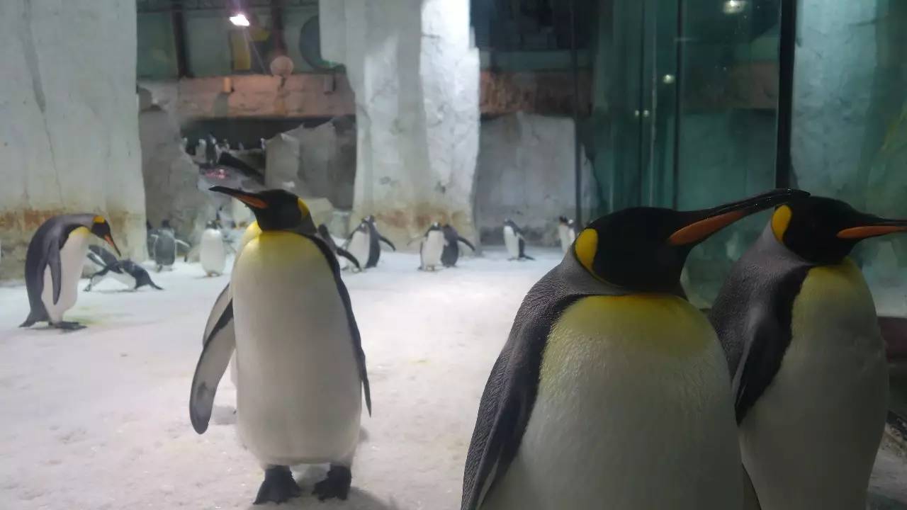 大连东北路有什么好玩的,大连哪里的海岸好玩