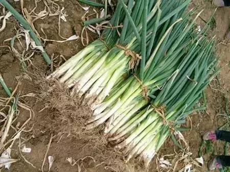 2016-2018年农产品市场需求,2024农产品市场数据分析报告