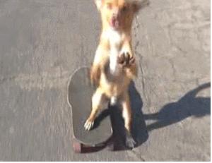 狗狗断甲麻醉,狗被剔趾甲