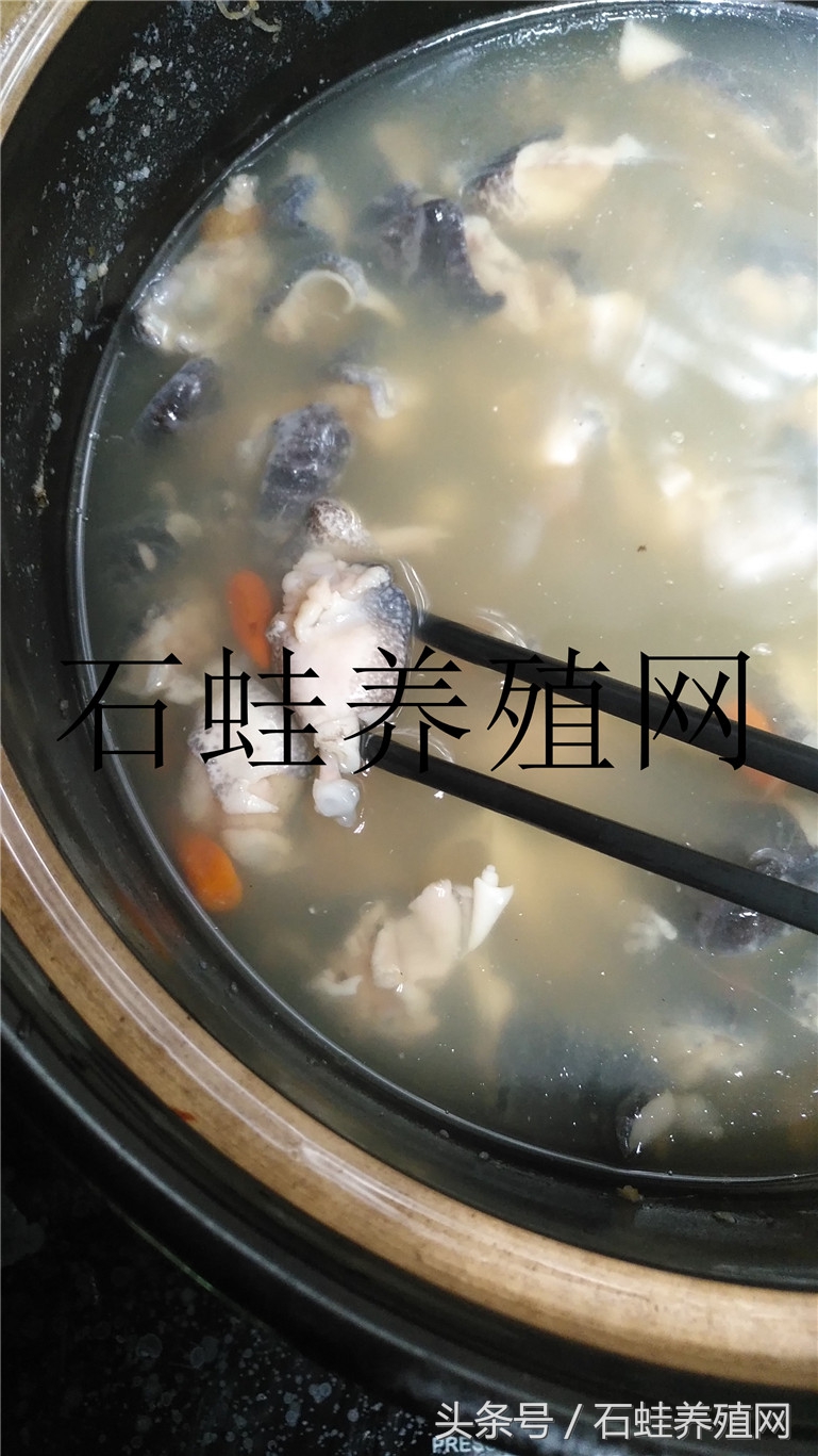 石蛙养殖视频十五分钟以上的,石蛙养殖直播