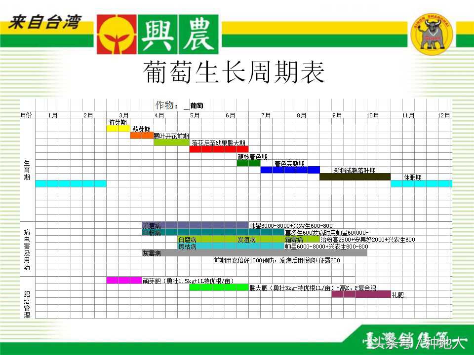 巨峰葡萄栽培技术全过程,巨峰葡萄种植管理技术