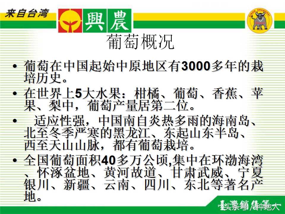 巨峰葡萄栽培技术全过程,巨峰葡萄种植管理技术