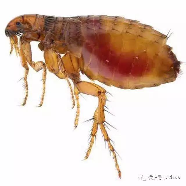 奇痒无比一抓就起水泡,浑身刺痒一挠全是小水泡