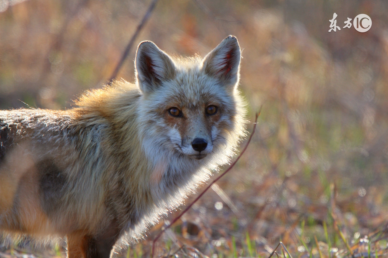 狐狸被猎人抓走的故事,小狐狸被猎人抓走的故事