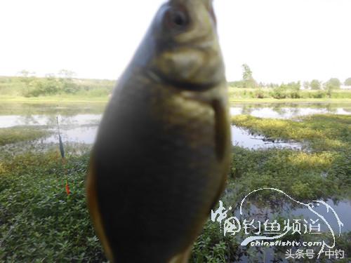 假日野钓鲫鱼,假日河边钓鲫鱼