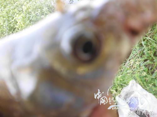 假日野钓鲫鱼,假日河边钓鲫鱼