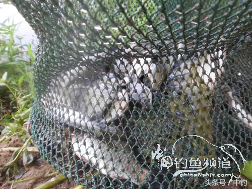 假日野钓鲫鱼,假日河边钓鲫鱼