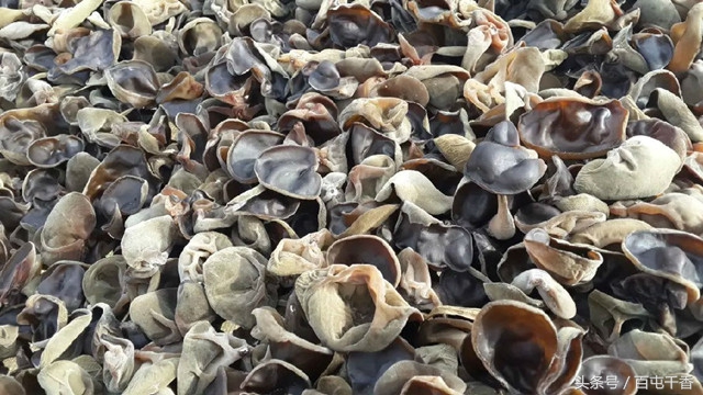 你会辨别真假蜂蜜吗,真假黑木耳图片对比