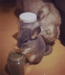 被哈士奇带大的狼，丧失狼族尊严，在家里经常被猫咪暴打