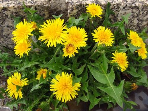 蒲公英对女性健康的好处,蒲公英菊花茶美颜吗