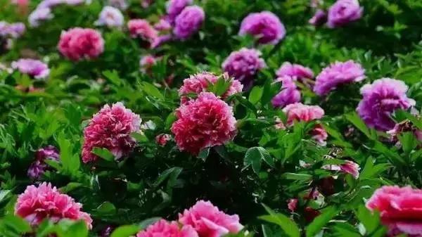 莫负春光辽宁赏花踏青攻略来了,辽宁最美十大花海