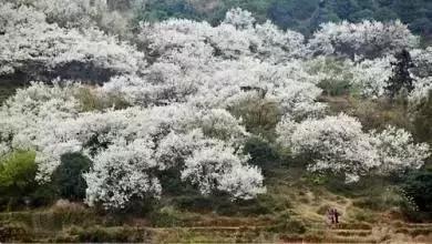 莫负春光辽宁赏花踏青攻略来了,辽宁最美十大花海