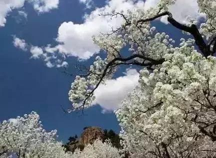 莫负春光辽宁赏花踏青攻略来了,辽宁最美十大花海