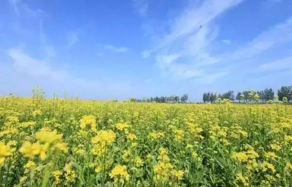 莫负春光辽宁赏花踏青攻略来了,辽宁最美十大花海