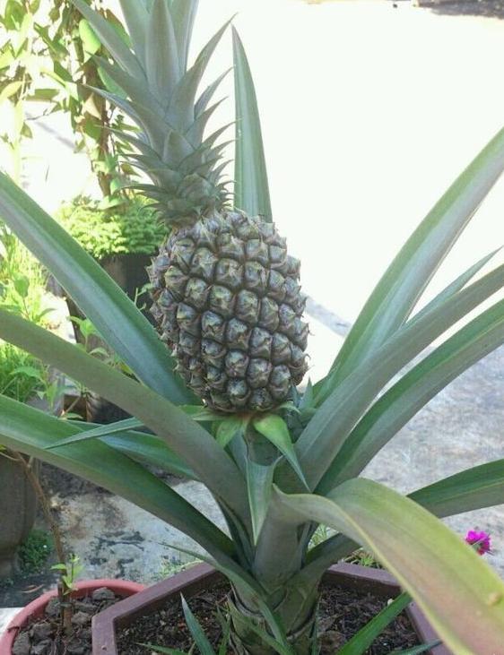 菠萝吃完怎么能种菠萝,菠萝头怎么才能长出新鲜的菠萝